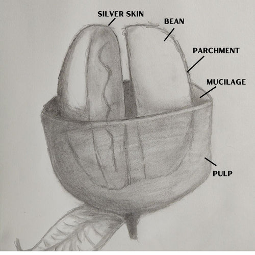 Anatomy of a coffee cherry