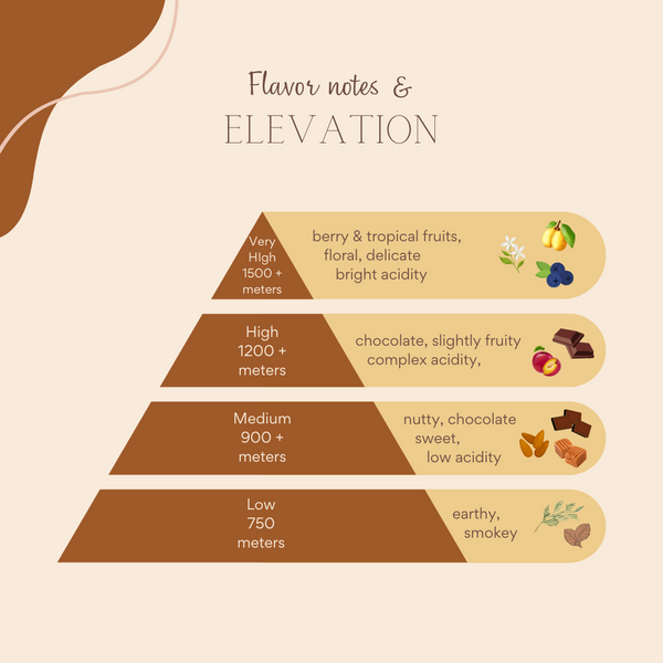 Origins, flavor notes and elevation