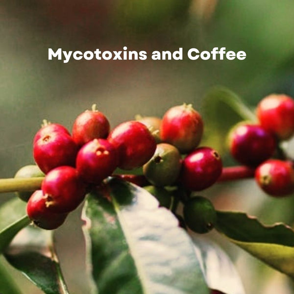 Coffee and Mycotoxins