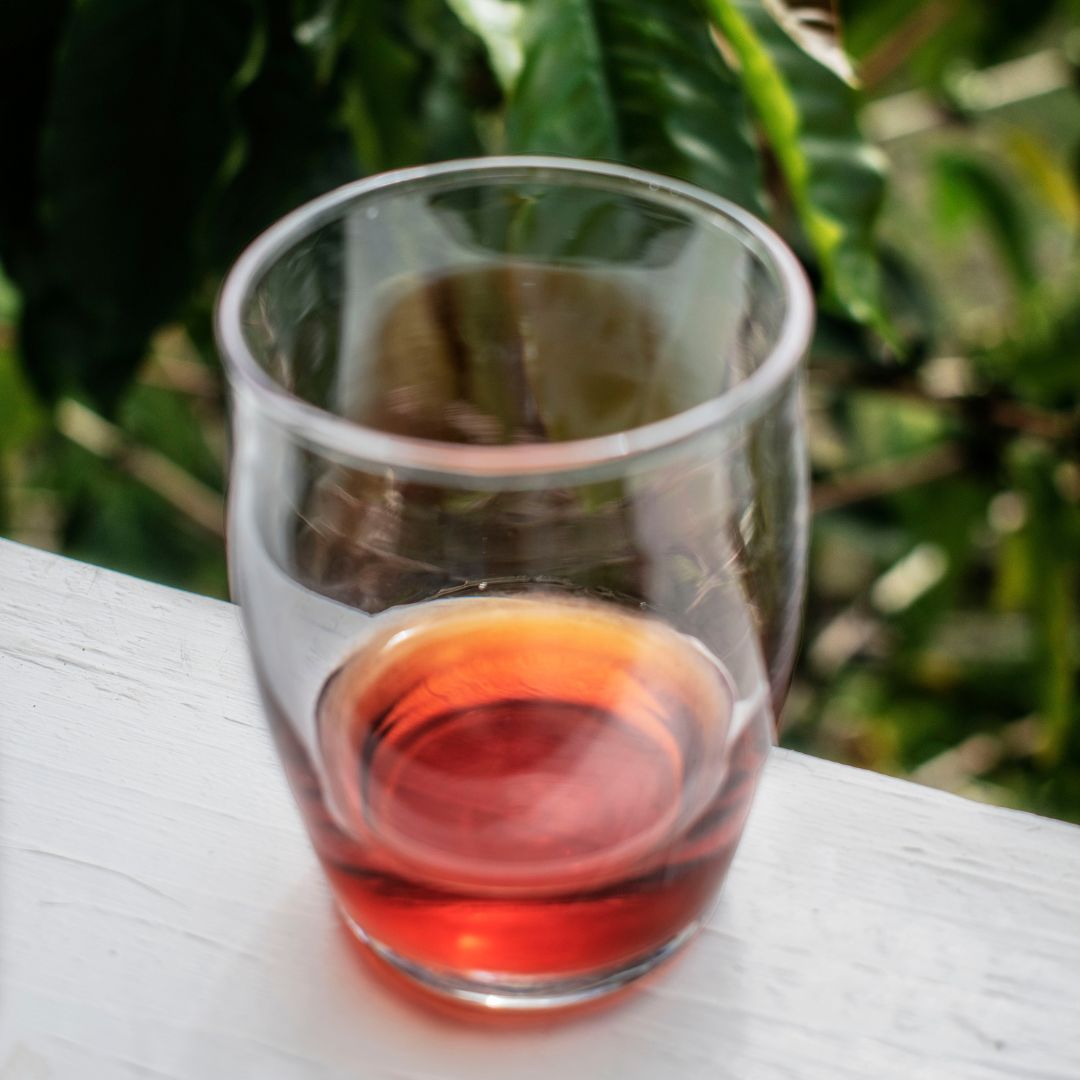 Glass of cascara tea on a white railing with coffee plant behind.